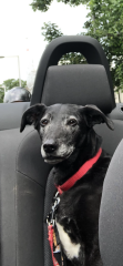 What dog breed would you suggest?