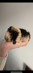 Shit... 99% sure Guinea Pig is pregnant