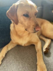 What does your Labrador weigh?