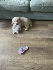 What do I need to know about getting a golden retriever?