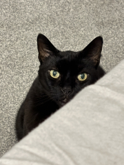 Does anyone look at their cat and think...
