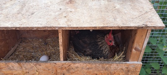 Nesting boxes separate to coop?