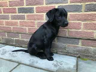 Tell me your honest experience with puppies