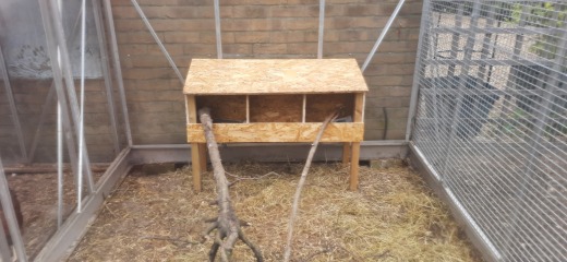 Nesting boxes separate to coop?