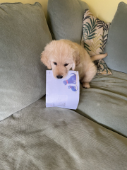 The happy Place Café is still open - 2024