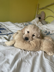 What do I need to know about getting a golden retriever?