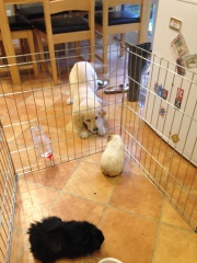 Shit... 99% sure Guinea Pig is pregnant