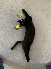 Is he fat?