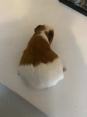 Shit... 99% sure Guinea Pig is pregnant