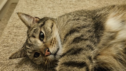 Cats are never sorry