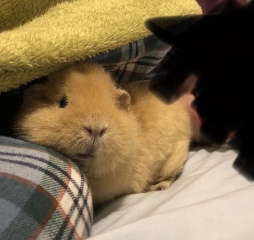 Shit... 99% sure Guinea Pig is pregnant