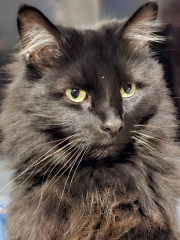 Daughter scared of new cat?