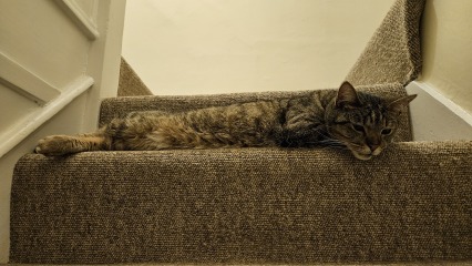 Cats are never sorry