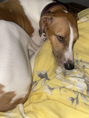 Why would anyone want a greyhound/ whippet?