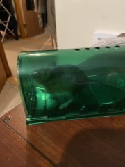 What are the chances of us catching this mouse now?