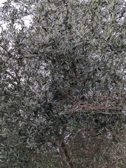 Would I be unreasonable to cut down this tree? Diagram included.