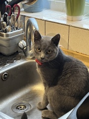 Finlay update feline physio