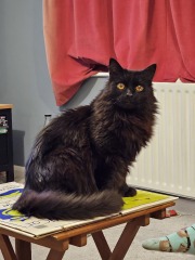 Daughter scared of new cat?