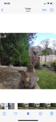 Ring doorbell in garden - robin and who?
