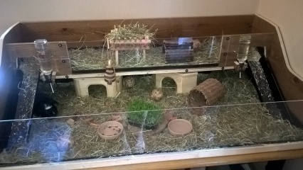 Shit... 99% sure Guinea Pig is pregnant