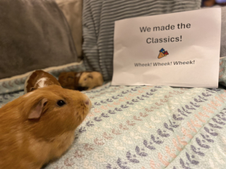 Shit... 99% sure Guinea Pig is pregnant