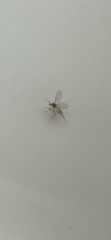 Insect bite