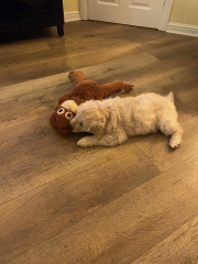 What do I need to know about getting a golden retriever?