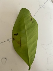 Pest Infestation? My orange tree is dying - help