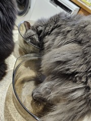 Tales and Tails and NMCs  -  the Excellent Cats March On