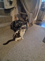 Resident cat and new kitten.