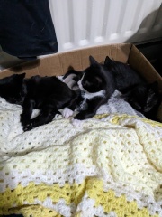 Been offered a kitten - but not sure!