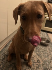 Dog appreciation post