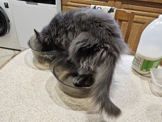 Tales and Tails and NMCs  -  the Excellent Cats March On
