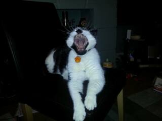 What a big mouth you have.....