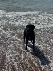 What does your Labrador weigh?