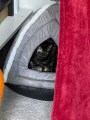Tips to make my new 10mth kittens feel safe