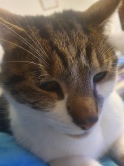 Do I want a cat??
