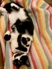 Thread 12 - TalkLair: “I say we take off and nuke the entire site from orbit. It's the only way to be sure.”