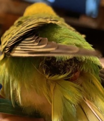What is wrong with my budgie? Warning picture