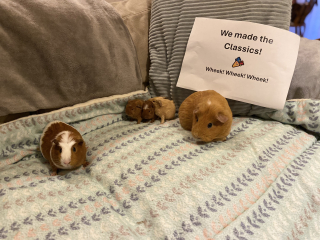 Shit... 99% sure Guinea Pig is pregnant