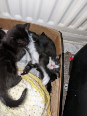 Been offered a kitten - but not sure!