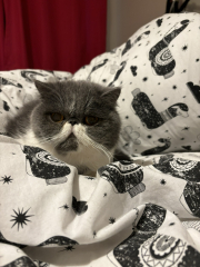 How much does your BSH weigh?