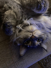 Does anyone look at their cat and think...