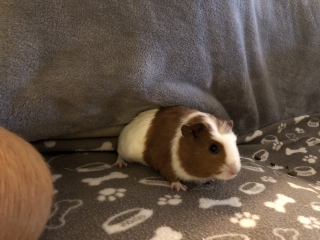 Shit... 99% sure Guinea Pig is pregnant