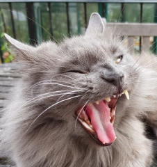 What a big mouth you have.....