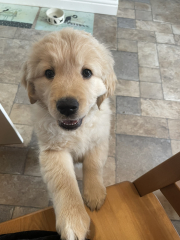 What do I need to know about getting a golden retriever?