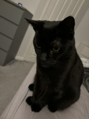 Does anyone look at their cat and think...