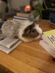 Shit... 99% sure Guinea Pig is pregnant