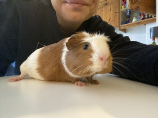Shit... 99% sure Guinea Pig is pregnant
