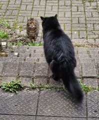 Thug cat part 5 - For he will not do destruction, if he is well-fed, neither will he spit without provocation.